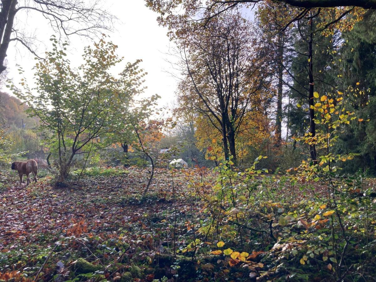 Honey Bee Cabin Llandysul Luaran gambar